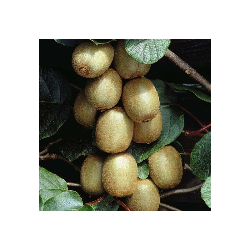 Actinidia chinensis Hayward - pot 2 ltr