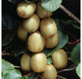 Actinidia chinensis Hayward - pot 2 ltr