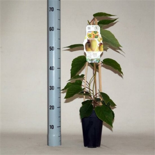 Actinidia chinensis Hayward - pot 2 ltr