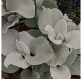 Senecio Angel Wings - pot 2 ltr