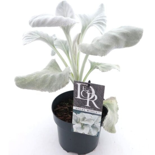 Senecio Angel Wings - pot 2 ltr