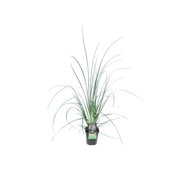 Cortaderia selloana Mini Pampas - pot 2 ltr