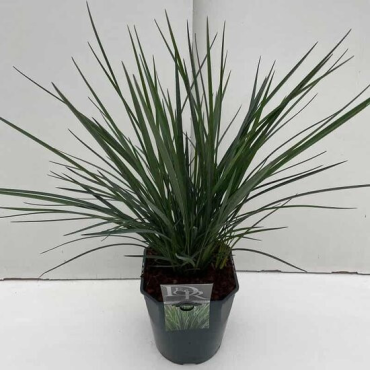 Dianella Coolvista - pot 2 ltr