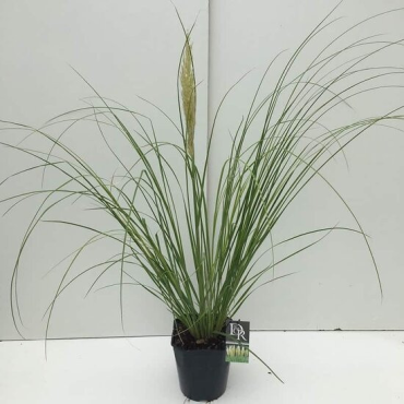 Cortaderia selloana Mini Pampas - pot 5 ltr