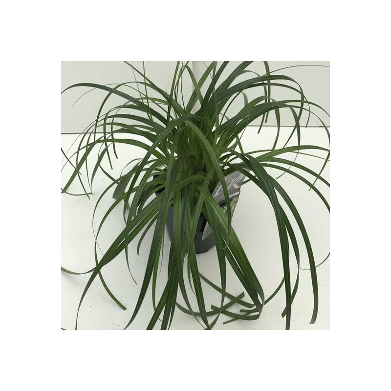 Carex Ribbon Falls - pot 2 ltr