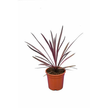 Cordyline australis Paso Doble - pot 21 cm