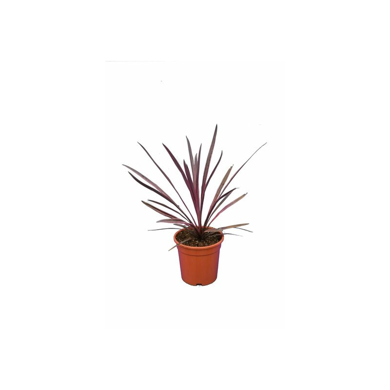 Cordyline australis Paso Doble - pot 21 cm