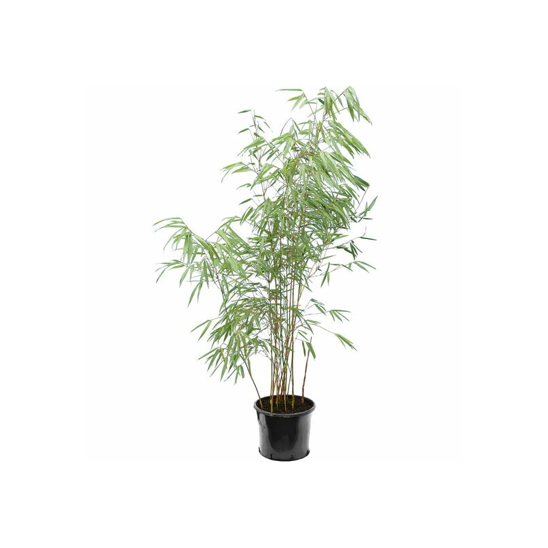 Fargesia scabrida - pot 10 ltr