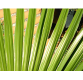 Trachycarpus latisectus - pot 7 x 7 cm