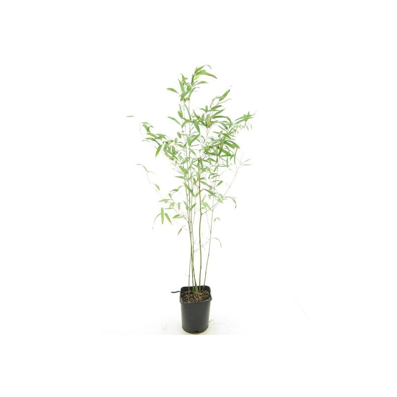 Phyllostachys humilis - pot 14 x 14 cm