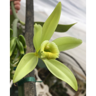 Vanilla Planifolia - Cultiver, Entretenir et Récolter des Gousses de Vanille chez Soi