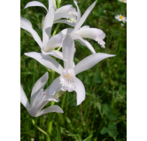 Bletilla striata "alba", Tropicaflore : vente Bletilla striata "alba"