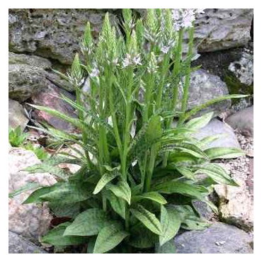 Dactylorhiza fuchsii, Tropicaflore : vente Dactylorhiza fuchsii