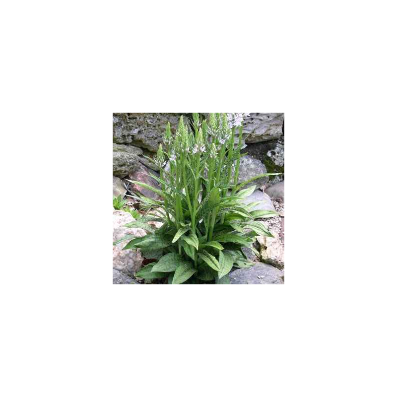 Dactylorhiza fuchsii, Tropicaflore : vente Dactylorhiza fuchsii