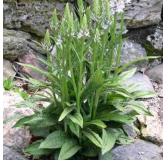 Dactylorhiza fuchsii, Tropicaflore : vente Dactylorhiza fuchsii