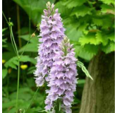 Dactylorhiza fuchsii, Tropicaflore : vente Dactylorhiza fuchsii