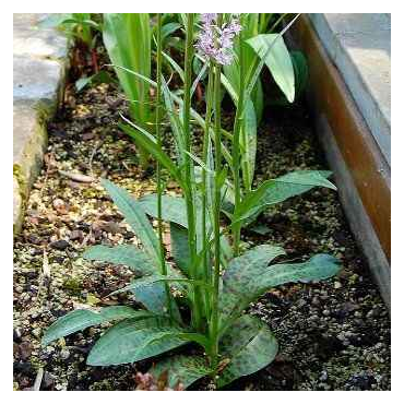 Dactylorhiza maculata, Tropicaflore : vente Dactylorhiza maculata