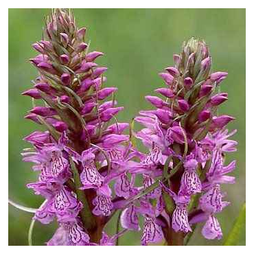 Dactylorhiza majalis, Tropicaflore : vente Dactylorhiza majalis