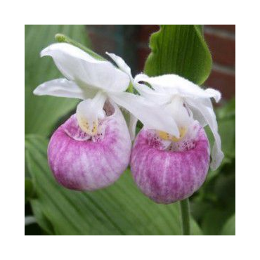 Cypripedium reginae, Tropicaflore : vente Cypripedium reginae