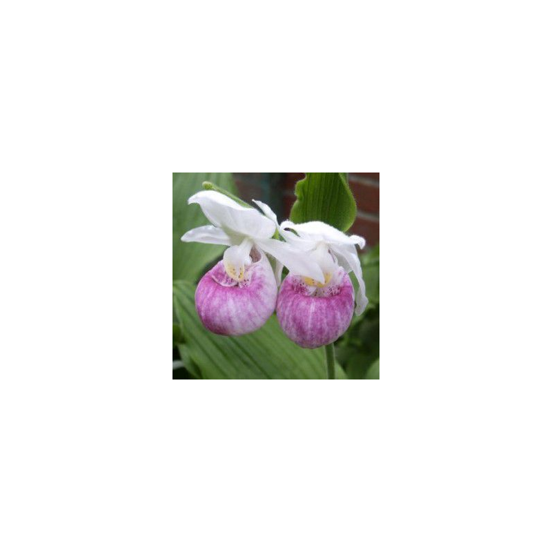 Cypripedium reginae, Tropicaflore : vente Cypripedium reginae