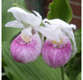 Cypripedium reginae, Tropicaflore : vente Cypripedium reginae