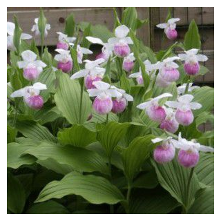 Cypripedium reginae, Tropicaflore : vente Cypripedium reginae