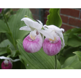 Cypripedium reginae, Tropicaflore : vente Cypripedium reginae