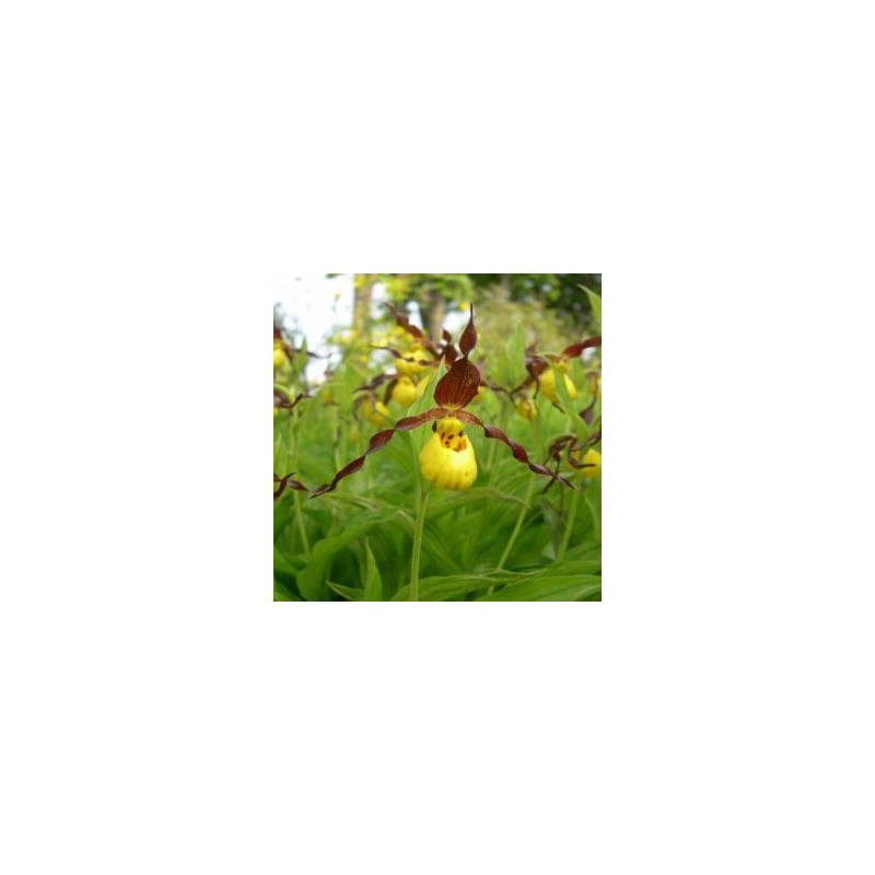 Cypripedium parviflorum, Tropicaflore : vente Cypripedium parviflorum