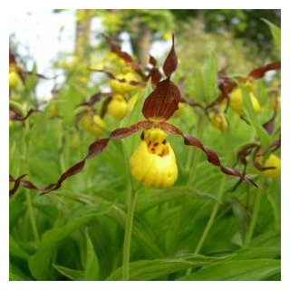 Cypripedium parviflorum, Tropicaflore : vente Cypripedium parviflorum