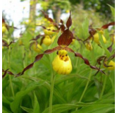 Cypripedium parviflorum, Tropicaflore : vente Cypripedium parviflorum