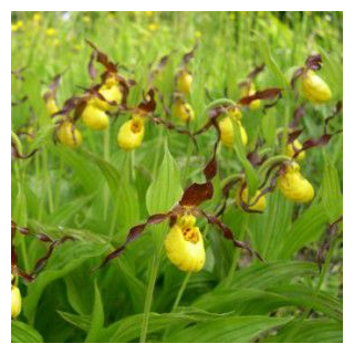 Cypripedium parviflorum, Tropicaflore : vente Cypripedium parviflorum