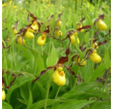 Cypripedium parviflorum, Tropicaflore : vente Cypripedium parviflorum