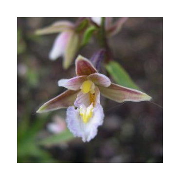 Epipactis palustris, Tropicaflore : vente Epipactis palustris