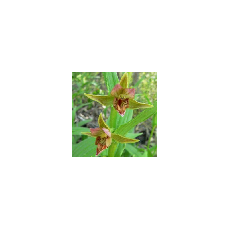 Epipactis gigantea, Tropicaflore : vente Epipactis gigantea