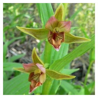 Epipactis gigantea, Tropicaflore : vente Epipactis gigantea