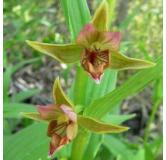 Epipactis gigantea, Tropicaflore : vente Epipactis gigantea