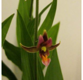 Epipactis gigantea, Tropicaflore : vente Epipactis gigantea