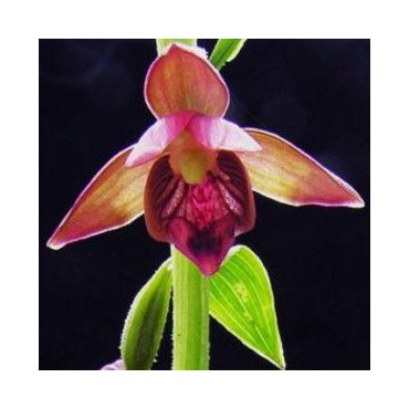 Epipactis royleana - Orchidées