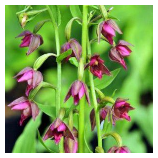 Epipactis royleana - Orchidées