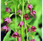 Epipactis royleana - Orchidées