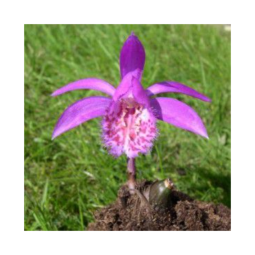 Pleione "tongariro", Tropicaflore : vente Pleione "tongariro"