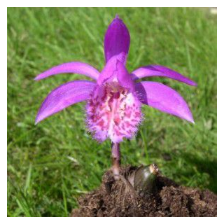 Pleione "tongariro", Tropicaflore : vente Pleione "tongariro"