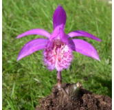 Pleione "tongariro", Tropicaflore : vente Pleione "tongariro"