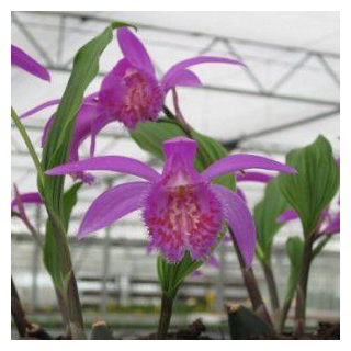 Pleione "tongariro", Tropicaflore : vente Pleione "tongariro"