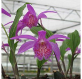 Pleione "tongariro", Tropicaflore : vente Pleione "tongariro"