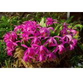 Pleione "tongariro", Tropicaflore : vente Pleione "tongariro"