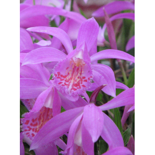 Pleione "tongariro", Tropicaflore : vente Pleione "tongariro"