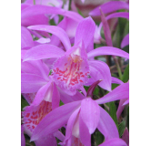 Pleione "tongariro", Tropicaflore : vente Pleione "tongariro"