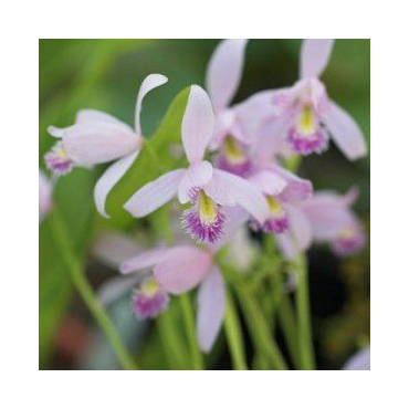 Pogonia ophioglossoïdes, Tropicaflore : vente Pogonia ophioglossoïdes