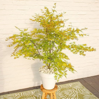 Acer palmatum Orange Lace - 3 ltr